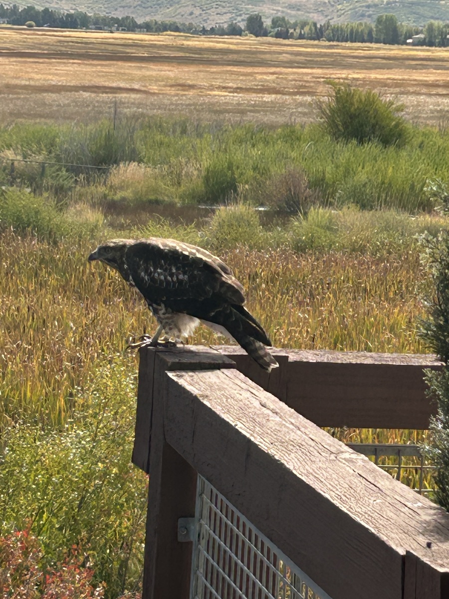 Help me out here. What kind of bird is this perched on my deck railing ...