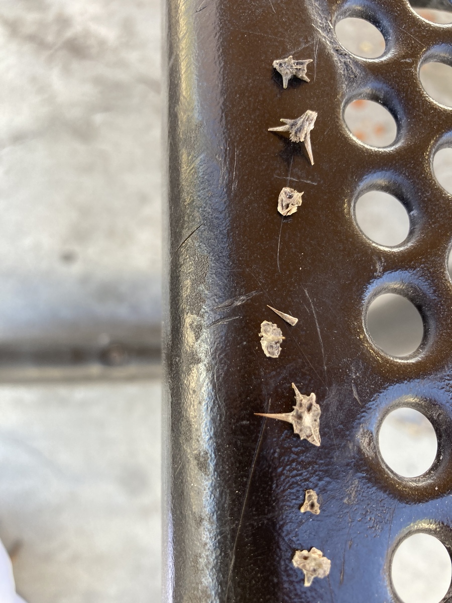 PSA it is goat head season. Be careful with bike tires and pet paws. I picked out 9 goat heads