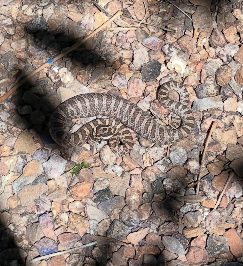 Prairie Rats Prairie Rattlesnake?